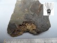 /album/lilijice/lichenoides-priscus-pralilijice-eocrinoidea-felbabka-jpg/